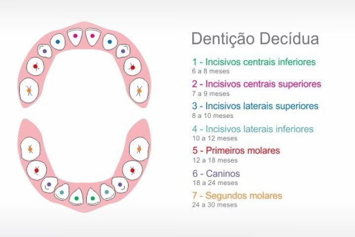 denticao decidua dente de leite 50kb