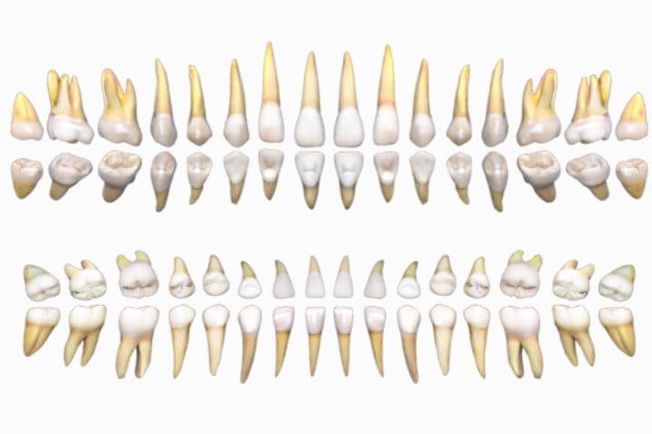 odontograma anatomia dos dentes 50kb